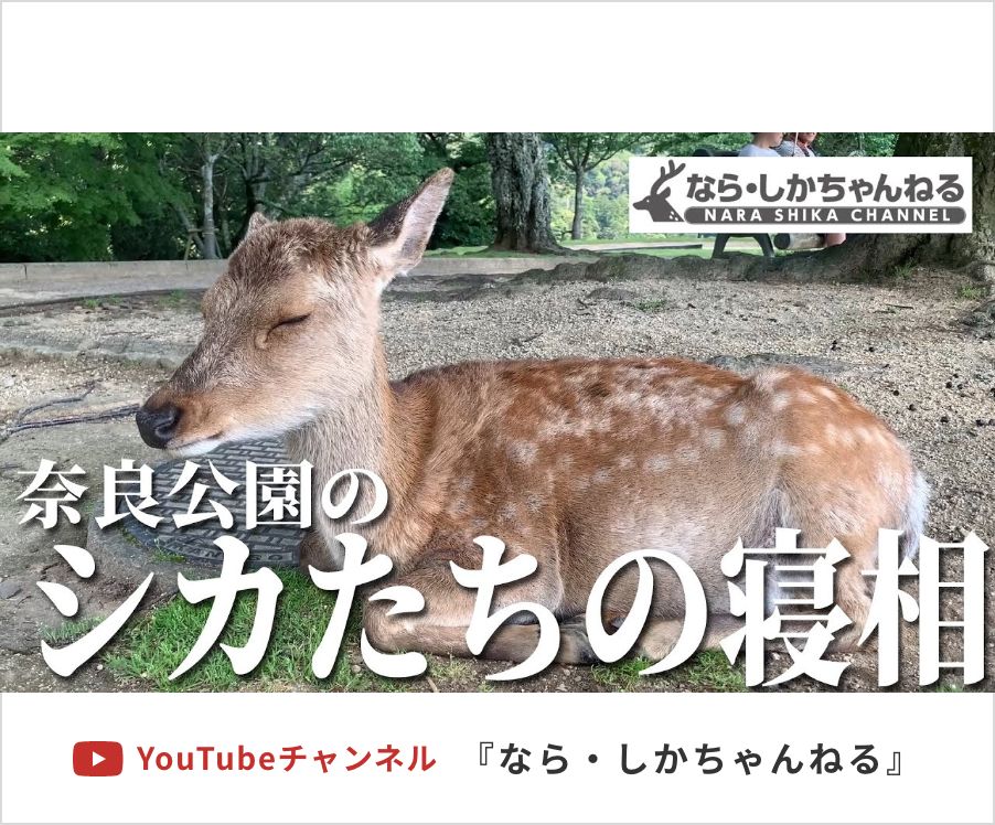 なら・しかちゃんねる